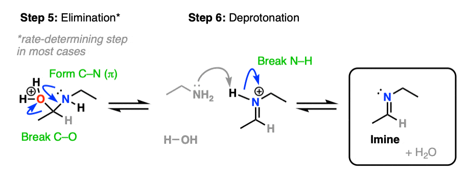 mechanism for the formation of imines from aldehydes and ketones part 3 - elimination and deprotonation