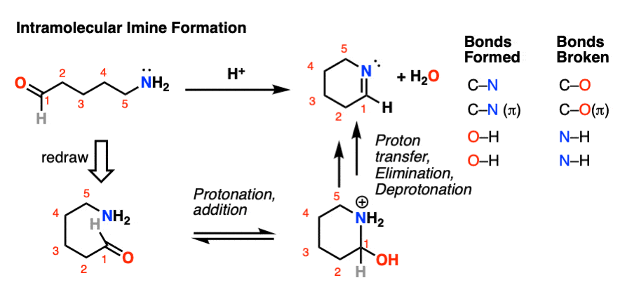 Intramolecular formation of imines to give cyclic imines
