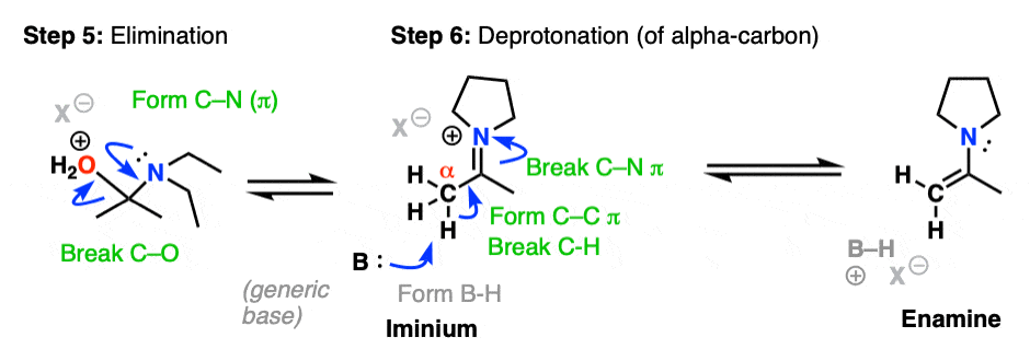 formation-of-enamines-from-aldehydes-and-ketones-from-secondary-amines-elimination