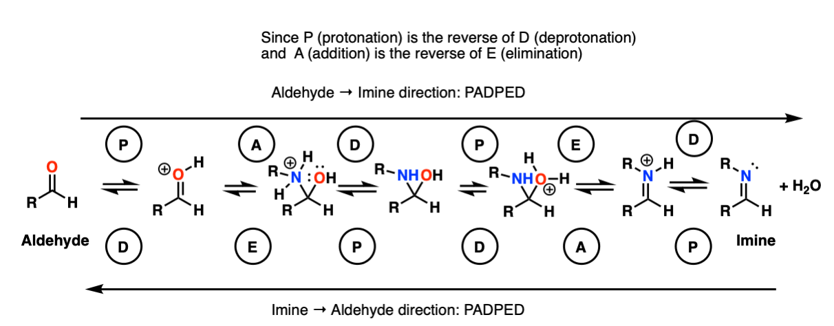 Mechanism scheme aldehyde imine