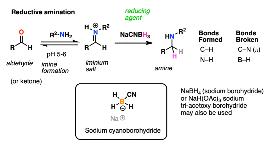 Reduction amination of aldehydes or ketones using sodium cyanoborohydride