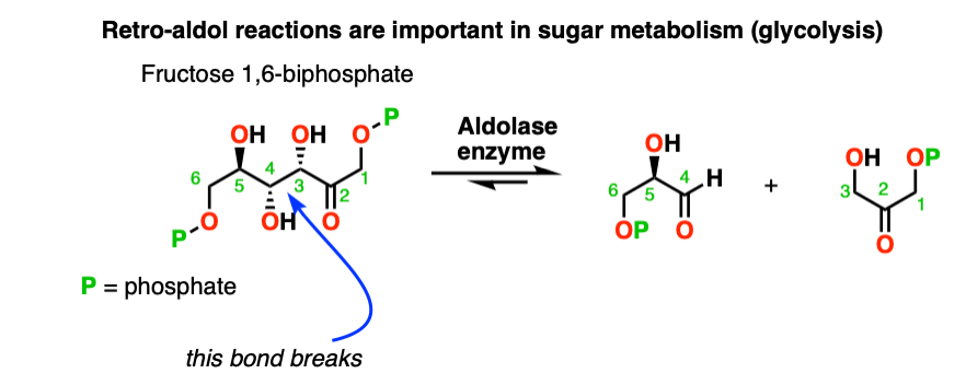 retro aldol catalyzed by enzymes fructose