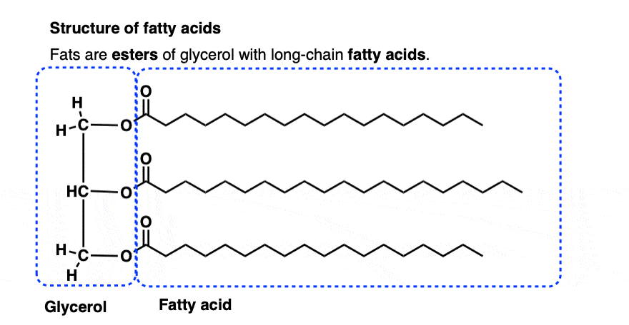 the structure of fats is such that a molecule of glycerol forms an ester with three long chain fatty acids