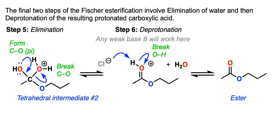 -final two steps of fischer esterification are elimination of water and then deprotonation of protonated carboxylic acid
