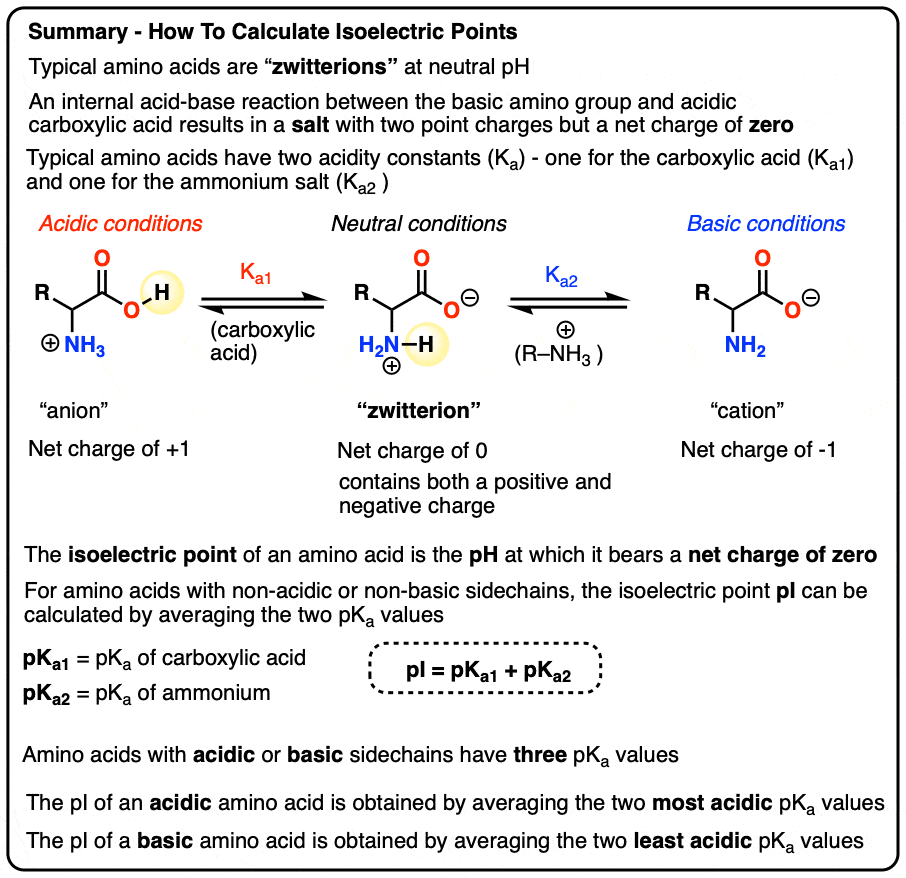 summary of the isoelectric point of amino acids and how to calculate it