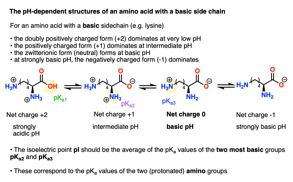 Isoelectric Points Of Amino Acids and How To Calculate 48 OFF