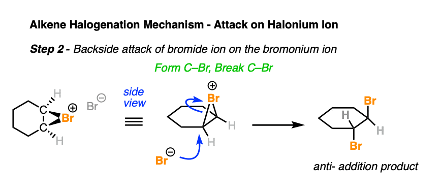 mechanism of alkene halogenation - attack of halide on bromonium ion to give anti addition