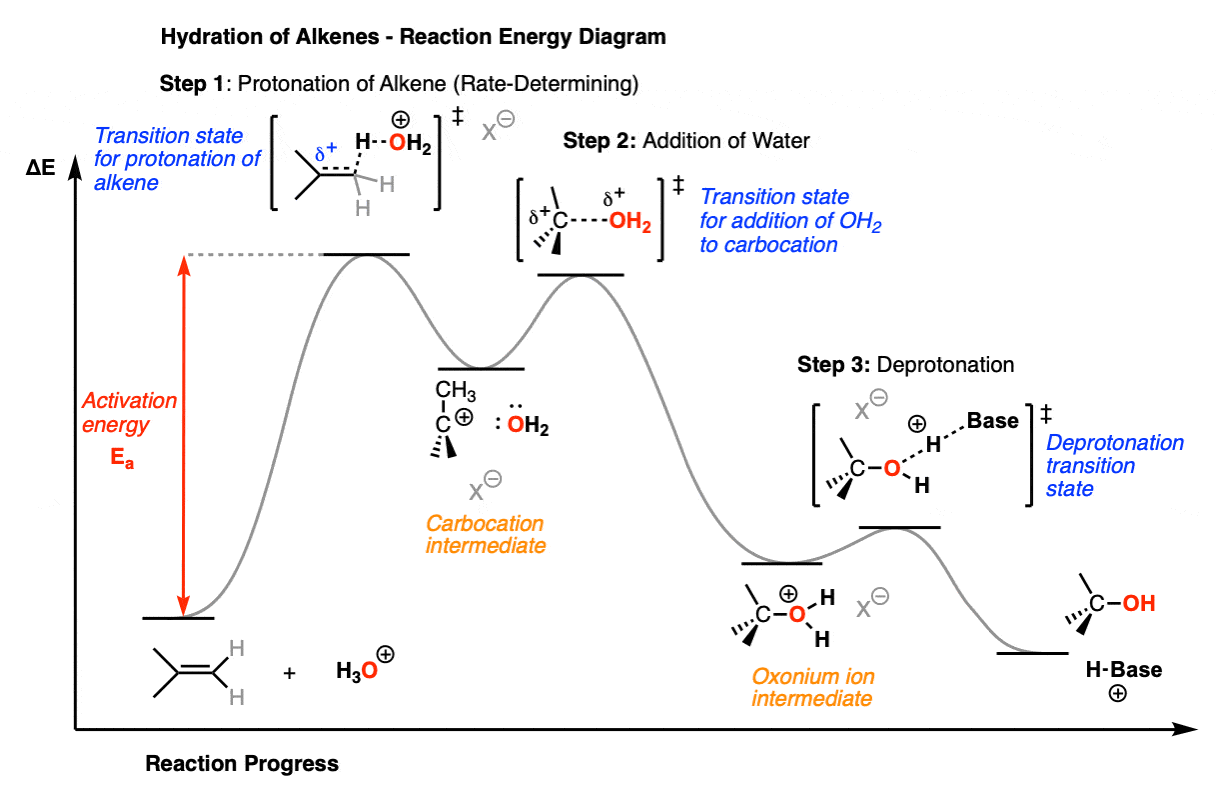 reaction energy diagram for the hydration of alkenes with acid catalyst formation of alcohols transition states