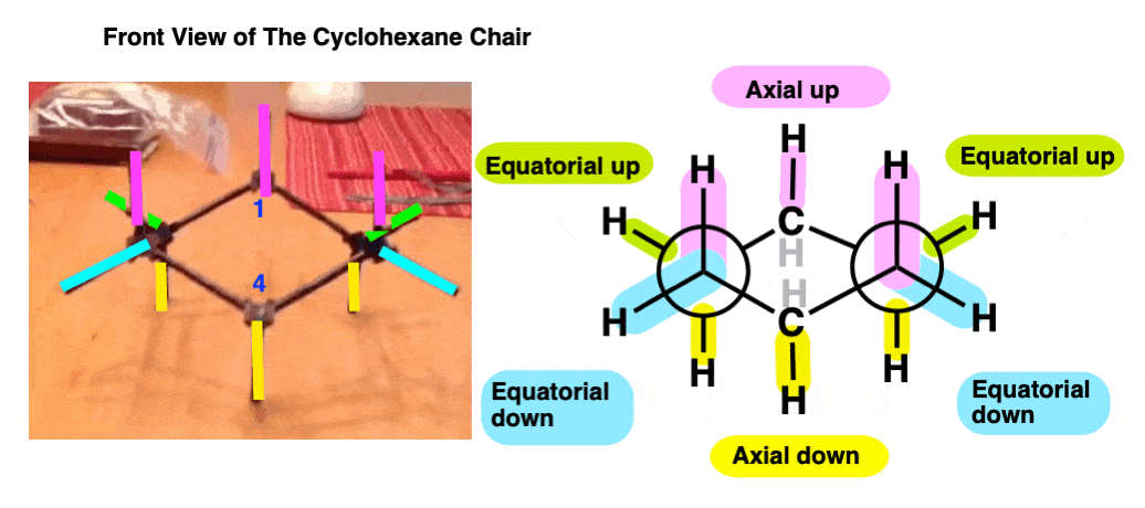 side view of cyclohexane chair conformation staggered dowing groups axial up equatorial up