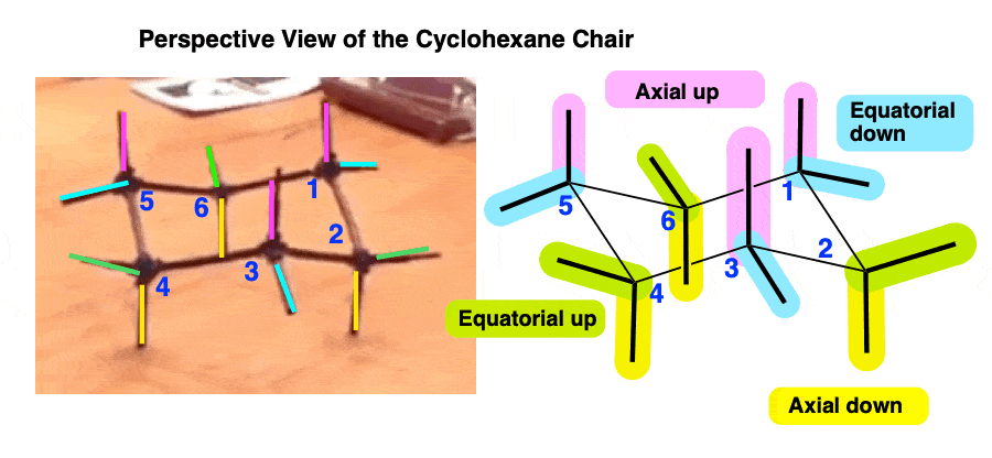 -cyclohexane chair perspective view using color coding showing axial up equatorial