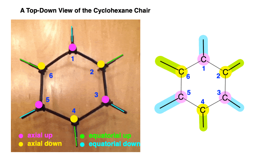 top down view of cyclohexane with all axial and equatorial groups labelled different colors color coded