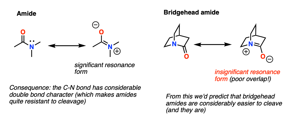 bridgehead amides are difficult to make since they are easily cleaved insignificant resonance form with partial c n double bond due to poor overlap
